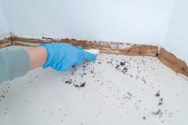 Trusted Tuscaloosa, AL Pest Control Experts